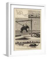 The Belgian African Expedition, Disembarking Elephants at Msasani Bay-John Charles Dollman-Framed Giclee Print