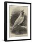 The Bell-Bird of South America-null-Framed Giclee Print