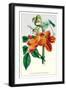 The Bell-Flowered Spathodea-null-Framed Art Print
