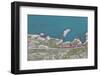 The Bernina Express train passes on the shores of Lago Bianco, Bernina Pass, Canton of Graubunden, -Roberto Moiola-Framed Photographic Print