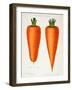 The Best Carrots, Illustration from 'Harrisons' Seed Catalogue' C.1900-null-Framed Giclee Print