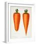 The Best Carrots, Illustration from 'Harrisons' Seed Catalogue' C.1900-null-Framed Giclee Print