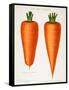 The Best Carrots, Illustration from 'Harrisons' Seed Catalogue' C.1900-null-Framed Stretched Canvas