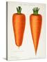 The Best Carrots, Illustration from 'Harrisons' Seed Catalogue' C.1900-null-Stretched Canvas