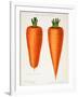 The Best Carrots, Illustration from 'Harrisons' Seed Catalogue' C.1900-null-Framed Giclee Print