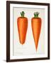 The Best Carrots, Illustration from 'Harrisons' Seed Catalogue' C.1900-null-Framed Giclee Print