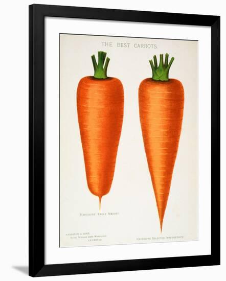 The Best Carrots, Illustration from 'Harrisons' Seed Catalogue' C.1900-null-Framed Giclee Print