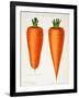 The Best Carrots, Illustration from 'Harrisons' Seed Catalogue' C.1900-null-Framed Giclee Print