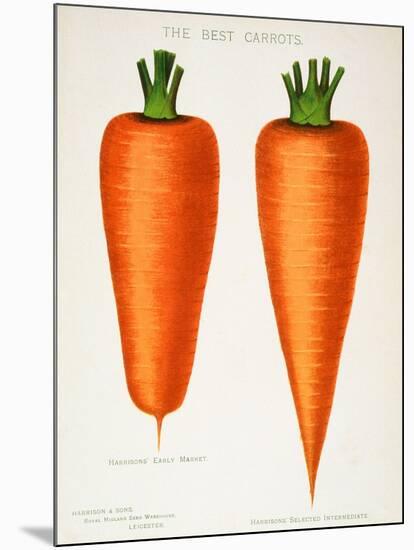 The Best Carrots, Illustration from 'Harrisons' Seed Catalogue' C.1900-null-Mounted Giclee Print