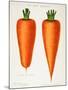 The Best Carrots, Illustration from 'Harrisons' Seed Catalogue' C.1900-null-Mounted Giclee Print