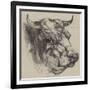 The Best Short-Horned Bull-Harrison William Weir-Framed Giclee Print