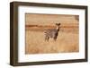 The Big African Zebra-WildDragon-Framed Photographic Print