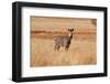 The Big African Zebra-WildDragon-Framed Photographic Print