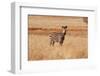 The Big African Zebra-WildDragon-Framed Photographic Print