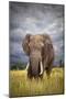 The Big Bull-Mario Moreno-Mounted Photographic Print