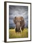 The Big Bull-Mario Moreno-Framed Photographic Print