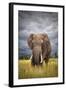 The Big Bull-Mario Moreno-Framed Photographic Print