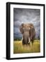 The Big Bull-Mario Moreno-Framed Premium Photographic Print