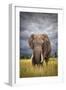 The Big Bull-Mario Moreno-Framed Premium Photographic Print