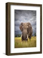 The Big Bull-Mario Moreno-Framed Photographic Print