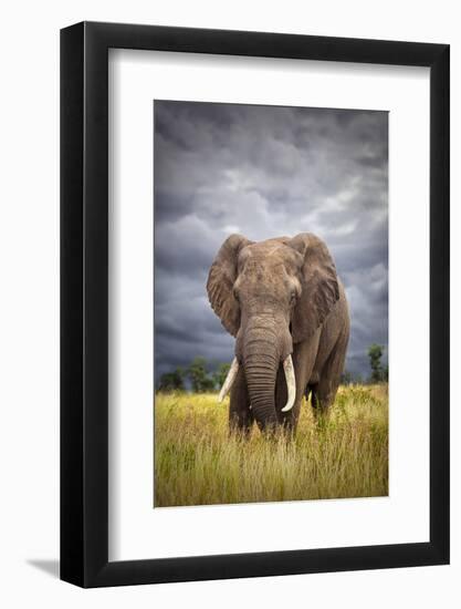 The Big Bull-Mario Moreno-Framed Photographic Print