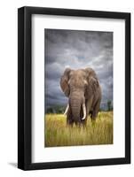 The Big Bull-Mario Moreno-Framed Photographic Print