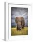 The Big Bull-Mario Moreno-Framed Photographic Print