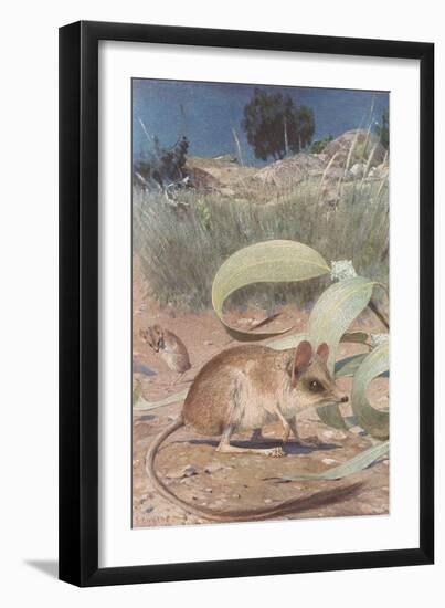 The Big Cats-null-Framed Art Print
