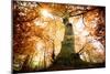 the big red oak-Philippe Manguin-Mounted Photographic Print