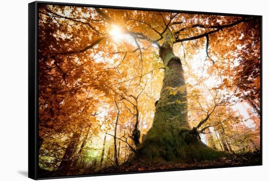 the big red oak-Philippe Manguin-Framed Stretched Canvas