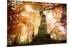 the big red oak-Philippe Manguin-Mounted Photographic Print