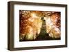 the big red oak-Philippe Manguin-Framed Photographic Print