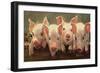 The Big Squeeze-Carolyne Hawley-Framed Premium Giclee Print