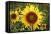 The Big Sunflower in Garden-Yanukit-Framed Stretched Canvas