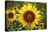 The Big Sunflower in Garden-Yanukit-Stretched Canvas