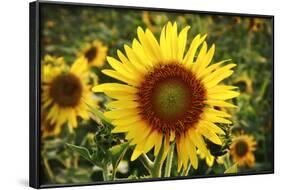 The Big Sunflower in Garden-Yanukit-Framed Photographic Print