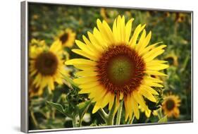 The Big Sunflower in Garden-Yanukit-Framed Photographic Print