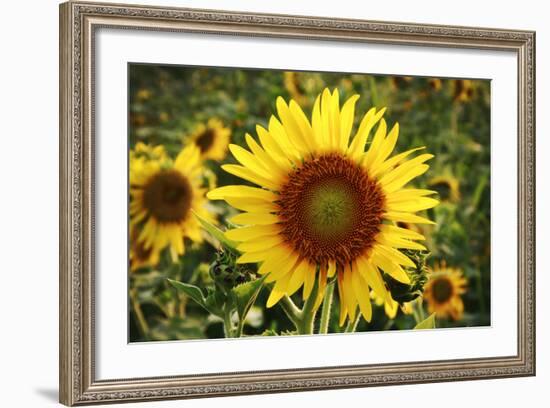 The Big Sunflower in Garden-Yanukit-Framed Photographic Print