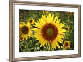 The Big Sunflower in Garden-Yanukit-Framed Photographic Print