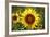 The Big Sunflower in Garden-Yanukit-Framed Photographic Print