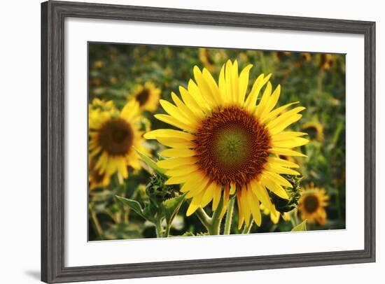 The Big Sunflower in Garden-Yanukit-Framed Photographic Print