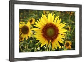 The Big Sunflower in Garden-Yanukit-Framed Photographic Print