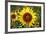 The Big Sunflower in Garden-Yanukit-Framed Photographic Print