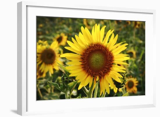 The Big Sunflower in Garden-Yanukit-Framed Photographic Print