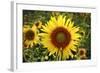 The Big Sunflower in Garden-Yanukit-Framed Photographic Print