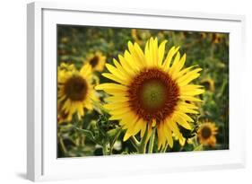 The Big Sunflower in Garden-Yanukit-Framed Photographic Print