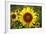 The Big Sunflower in Garden-Yanukit-Framed Photographic Print