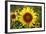 The Big Sunflower in Garden-Yanukit-Framed Photographic Print