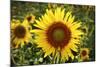 The Big Sunflower in Garden-Yanukit-Mounted Photographic Print