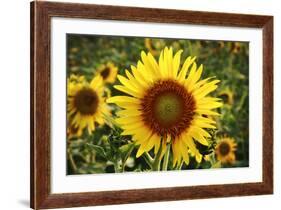 The Big Sunflower in Garden-Yanukit-Framed Photographic Print